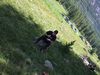 Clicca per ingrandire la foto