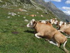 Clicca per ingrandire la foto