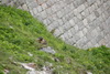 Clicca per ingrandire la foto